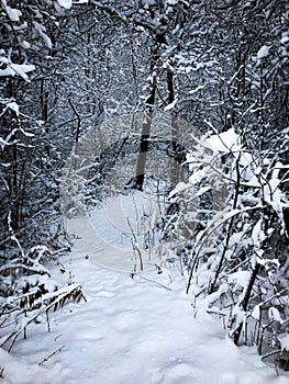 Snow Covered Path in the Woods