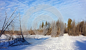 Snow-covered pathway through the woodlands with tall trees blue sky obscured by white clouds