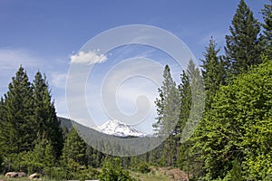 The snow-covered peak of Mount Shasta behind evergreen trees and blue sky