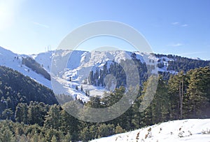 The Snow covered peaks of Himalayas at Patnitop with pine forests.