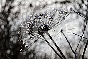 Snow-covered perennial plant, dark scene, frosty hogweed flowers in winter with selective focus. Resembles cartwheel