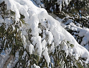 Snow covered pine bough