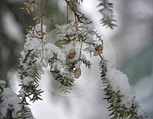 Snow covered pine bough with mini pinecones dangling.