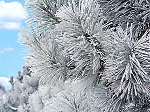 Snow covered pine branch