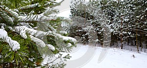 Snow-covered pine branch, Christmas tree on a background of blurred pine forest in the distance, on a cloudy, frosty winter day.