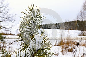 Snow-covered pine branch, Christmas tree on a background of blurred pine forest in the distance, on a cloudy, frosty winter day.