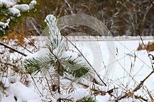 Snow-covered pine branch, Christmas tree on a background of blurred pine forest in the distance, on a cloudy, frosty winter day.