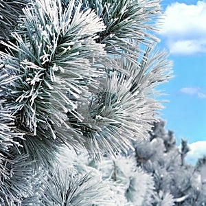 Snow covered pine branch