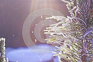 Snow-covered pine branch in the sunlight