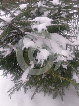 snow-covered pine branches