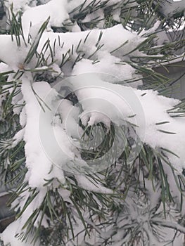 snow-covered pine branches