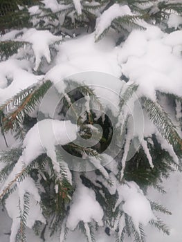snow-covered pine branches