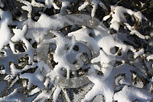 Snow Covered Pine Branches