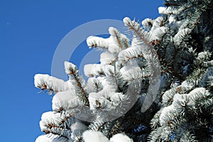 Snow Covered Pine Branches Against a Blue Sky