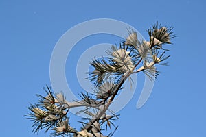Snow-covered pine branches against blue sky