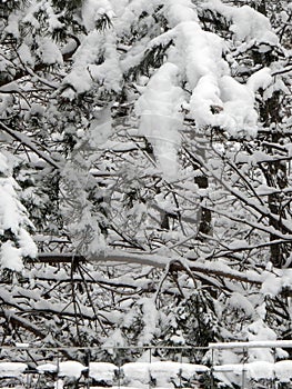 Snow-covered pine branches on a background of a winter forest