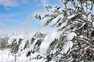 Snow-covered pine branches on the background of a winter landscape. Christmas