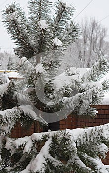 Snow covered pine branches after a blizzard. Winter frosty background