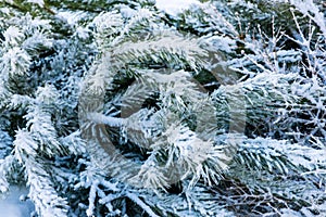 Snow-covered pine branches. The snow lies on long needles