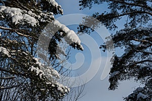 Snow-covered pine branches in the winter forest