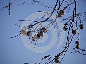 Snow-covered pine cones