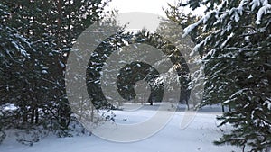 Snow-covered pine forest in eastern Ukraine.