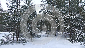 Snow-covered pine forest in eastern Ukraine.