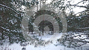 Snow-covered pine forest in eastern Ukraine.