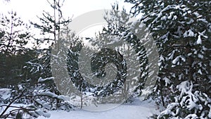 Snow-covered pine forest in eastern Ukraine.