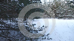 Snow-covered pine forest in eastern Ukraine.