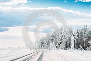 Snow Covered Pine Forest Near Countryside Road. Frosted Trees Frozen Trunks Woods In Winter Snowy Coniferous Forest