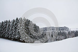 Snow covered pine forest and snowy fields