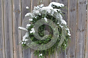 Snow covered pine juniper wreath wood fence gate