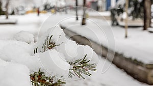 Snow covered pine kneedles