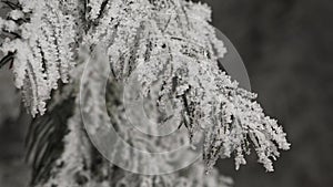 Snow covered pine leaves hanging