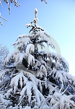 Snow covered pine