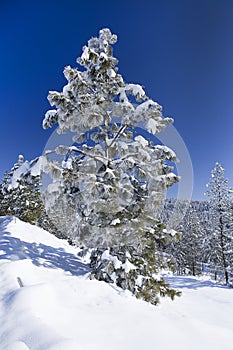 Snow covered pine tree