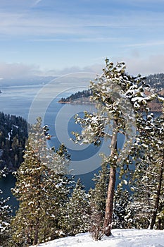 Snow Covered Pine Tree