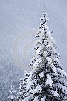 Snow covered pine tree