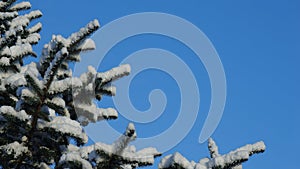 Snow covered pine tree branch against a clear blue sky