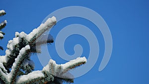 Snow covered pine tree branch against a clear blue sky