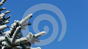 Snow covered pine tree branch against a clear blue sky