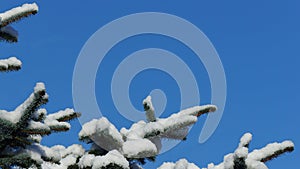 Snow covered pine tree branch against a clear blue sky