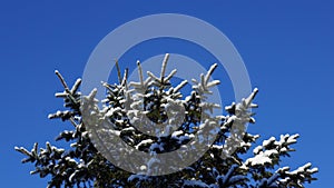 Snow covered pine tree branch against a clear blue sky