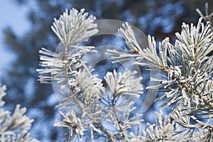 Snow covered pine tree branch on sunny day. Winter background. Closeup
