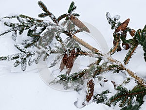 Snow covered pine tree branches.