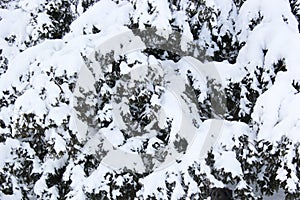 Snow covered pine tree branches