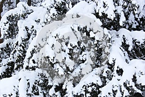 Snow covered pine tree branches