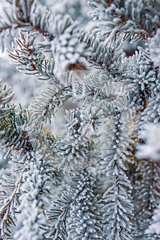 Snow Covered Pine Tree Branches