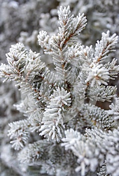 Snow Covered Pine Tree Branches